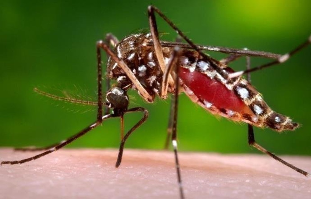 Ir para  <p>Pelo menos 794 pessoas morreram no Brasil em decorr&ecirc;ncia das tr&ecirc;s doen&ccedil;as transmitidas pelo mosquito Aedes aegypti: dengue, zika e chikungunya. A maior parte das mortes, 629, foi provocada pela dengue. Os...